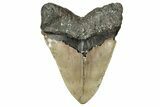 Serrated, Fossil Megalodon Tooth - North Carolina #348286-2